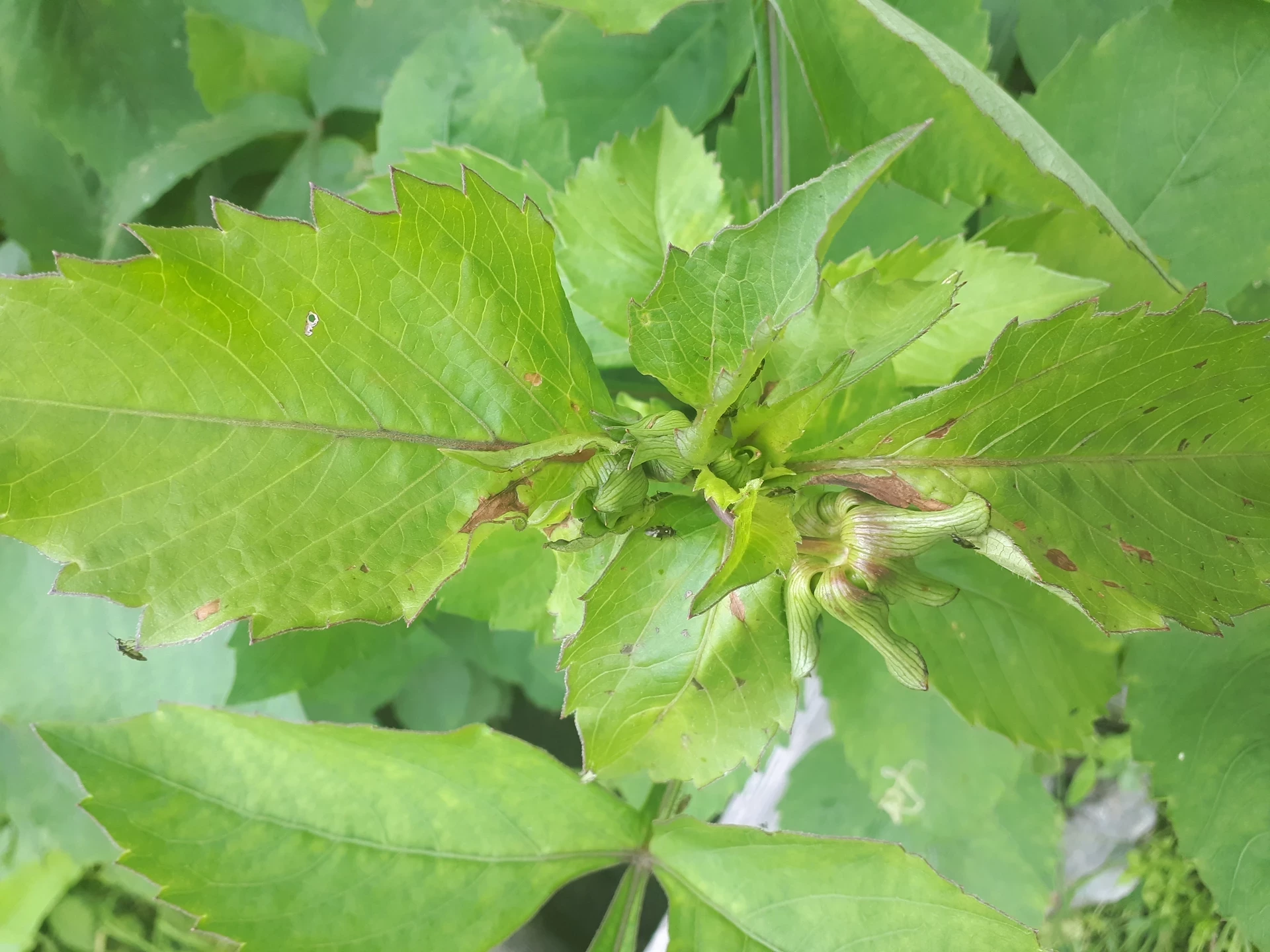 Dahlia planta med stinkfly