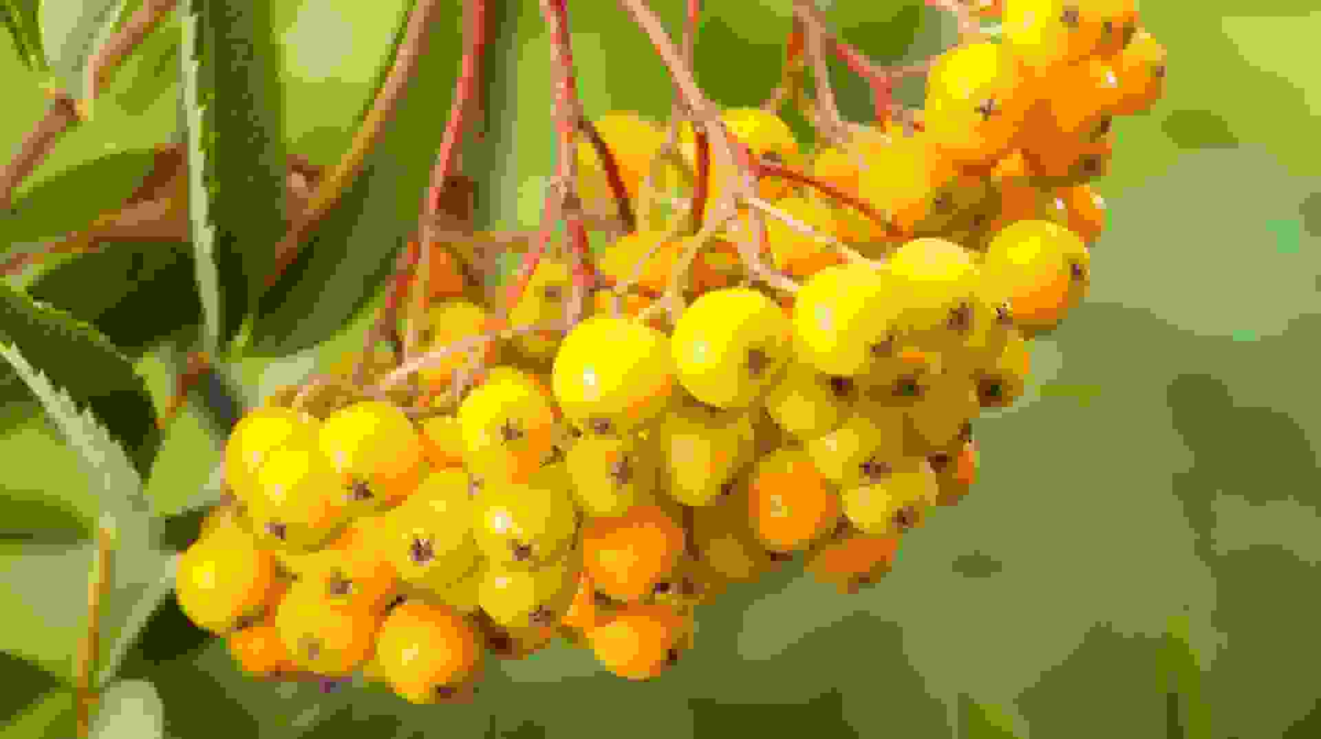 Sorbus (Commixta Gruppen) 'Birgitta' finns som E-planta