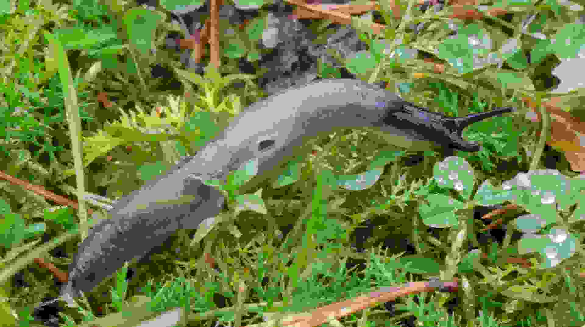 Svarthuvad snigel, Krynickilus melanocephalus, fullvuxen snigel med det karakteristiska svarta huvudet. 