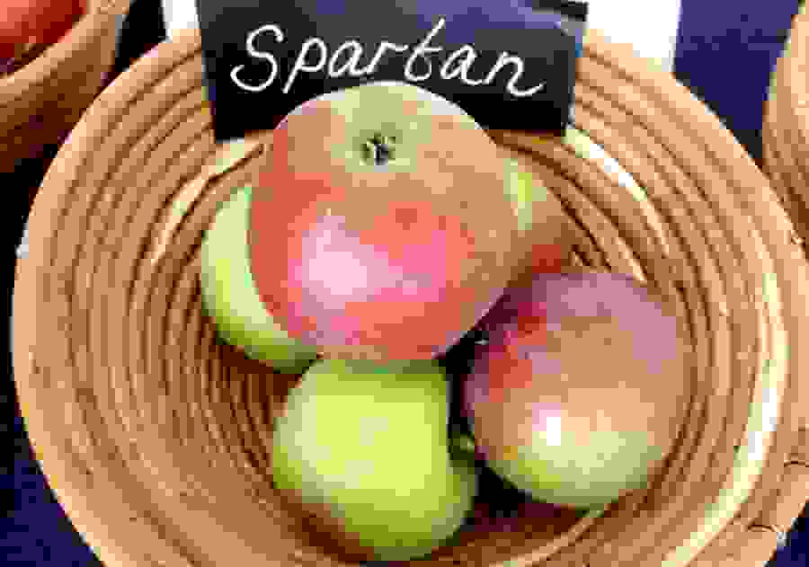 'Spartan' är en äppelsort med låg proteinhalt av Mal d 1, och därför kan testas av personer med mer eller mindre äppelallergi. 