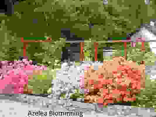 Azelea Blommning
